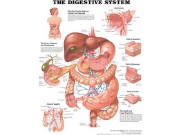 The Digestive System Chart Paper - C