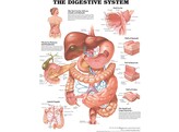 The Digestive System Chart Paper - C
