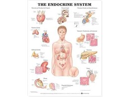 The Endocrine System Chart Paper - C