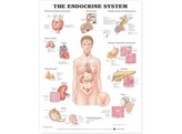 The Endocrine System Chart Paper - C