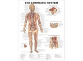 The Lymphatic System Chart Paper - C
