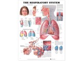 The Respiratory System Chart Paper - C