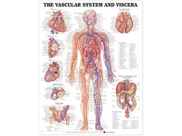 The Vascular System and Viscera Chart Paper - C