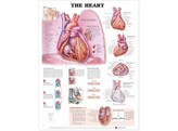 The Heart Chart Paper - C
