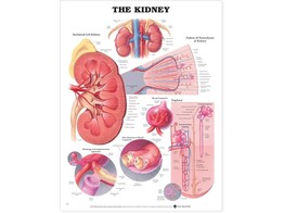 The Kidney Chart Paper - C