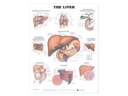 The Liver Chart Paper - C
