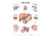 The Liver Chart Paper - C